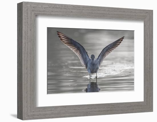 Common greenshank wading in river, The Gambia-Bernard Castelein-Framed Photographic Print