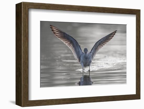 Common greenshank wading in river, The Gambia-Bernard Castelein-Framed Photographic Print