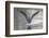 Common greenshank wading in river, The Gambia-Bernard Castelein-Framed Photographic Print