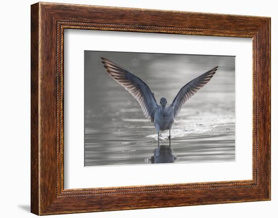 Common greenshank wading in river, The Gambia-Bernard Castelein-Framed Photographic Print