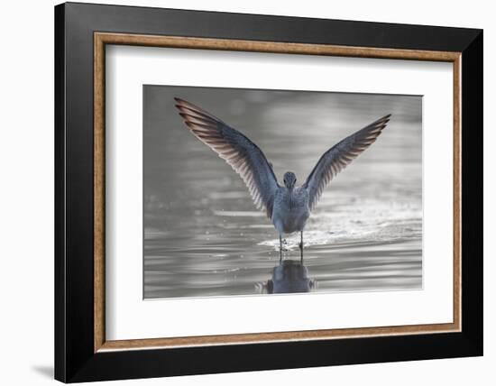 Common greenshank wading in river, The Gambia-Bernard Castelein-Framed Photographic Print