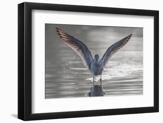 Common greenshank wading in river, The Gambia-Bernard Castelein-Framed Photographic Print