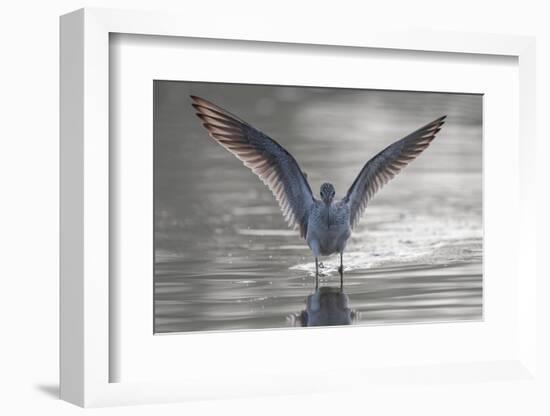 Common greenshank wading in river, The Gambia-Bernard Castelein-Framed Photographic Print