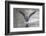 Common greenshank wading in river, The Gambia-Bernard Castelein-Framed Photographic Print