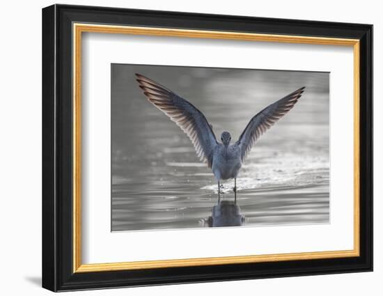 Common greenshank wading in river, The Gambia-Bernard Castelein-Framed Photographic Print