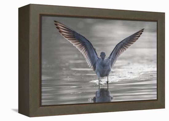 Common greenshank wading in river, The Gambia-Bernard Castelein-Framed Premier Image Canvas