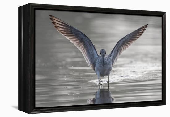 Common greenshank wading in river, The Gambia-Bernard Castelein-Framed Premier Image Canvas