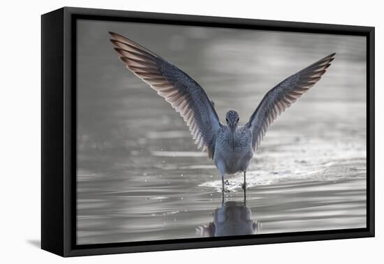 Common greenshank wading in river, The Gambia-Bernard Castelein-Framed Premier Image Canvas