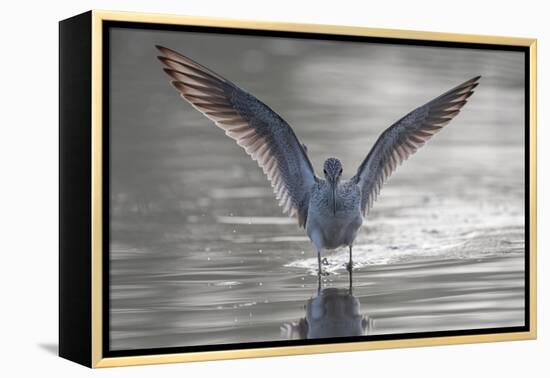 Common greenshank wading in river, The Gambia-Bernard Castelein-Framed Premier Image Canvas