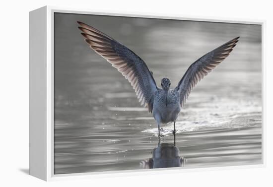 Common greenshank wading in river, The Gambia-Bernard Castelein-Framed Premier Image Canvas