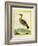 Common Greenshank-Georges-Louis Buffon-Framed Giclee Print