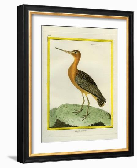 Common Greenshank-Georges-Louis Buffon-Framed Giclee Print