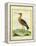 Common Greenshank-Georges-Louis Buffon-Framed Premier Image Canvas