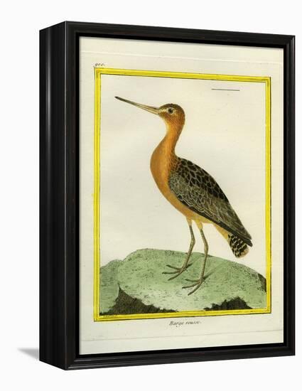 Common Greenshank-Georges-Louis Buffon-Framed Premier Image Canvas