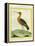 Common Greenshank-Georges-Louis Buffon-Framed Premier Image Canvas