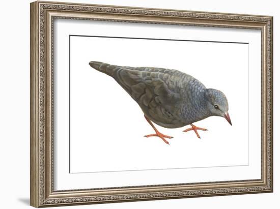 Common Ground Dove (Columbina Passerina Terrestris), Birds-Encyclopaedia Britannica-Framed Art Print