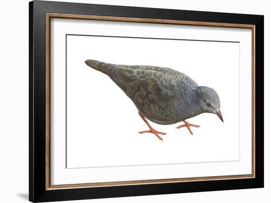 Common Ground Dove (Columbina Passerina Terrestris), Birds-Encyclopaedia Britannica-Framed Art Print