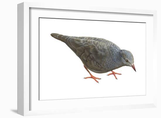 Common Ground Dove (Columbina Passerina Terrestris), Birds-Encyclopaedia Britannica-Framed Art Print