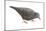 Common Ground Dove (Columbina Passerina Terrestris), Birds-Encyclopaedia Britannica-Mounted Art Print