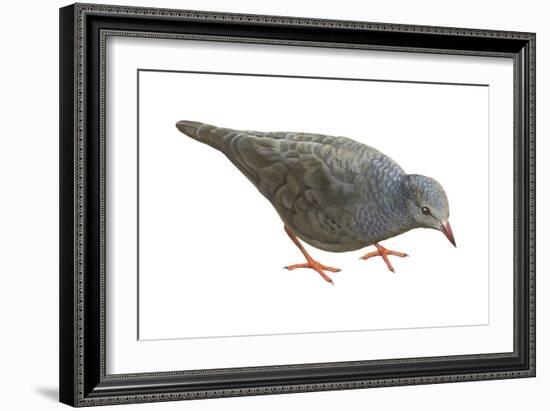 Common Ground Dove (Columbina Passerina Terrestris), Birds-Encyclopaedia Britannica-Framed Art Print