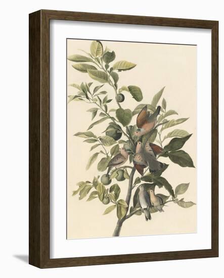 Common Ground Dove-John James Audubon-Framed Giclee Print