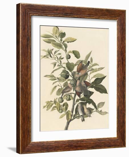 Common Ground Dove-John James Audubon-Framed Giclee Print