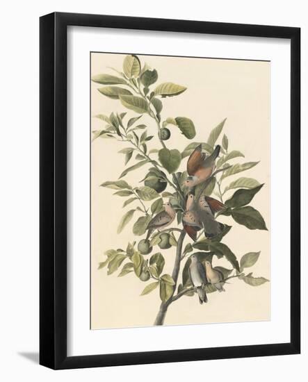 Common Ground Dove-John James Audubon-Framed Giclee Print