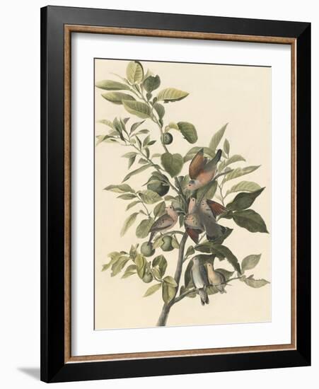 Common Ground Dove-John James Audubon-Framed Giclee Print