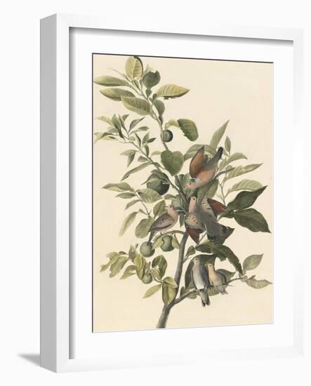 Common Ground Dove-John James Audubon-Framed Giclee Print