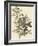 Common Ground Dove-John James Audubon-Framed Giclee Print