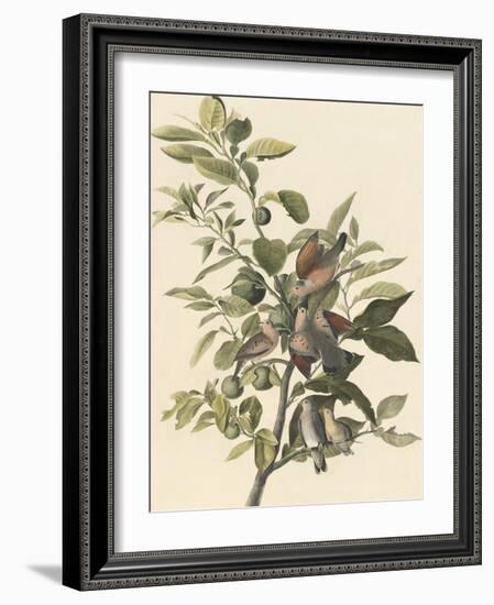 Common Ground Dove-John James Audubon-Framed Giclee Print