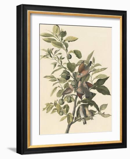 Common Ground Dove-John James Audubon-Framed Giclee Print