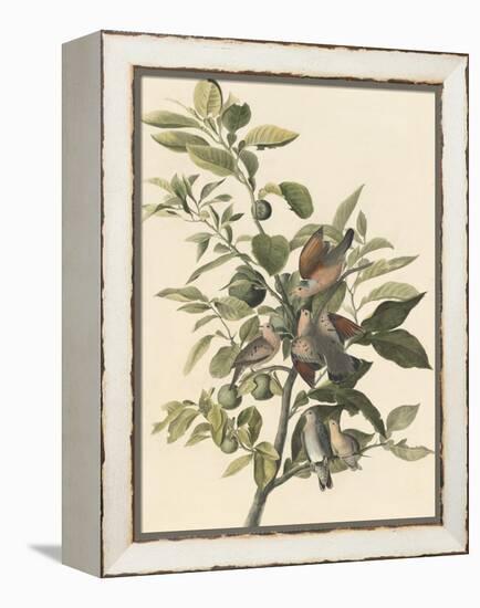 Common Ground Dove-John James Audubon-Framed Premier Image Canvas