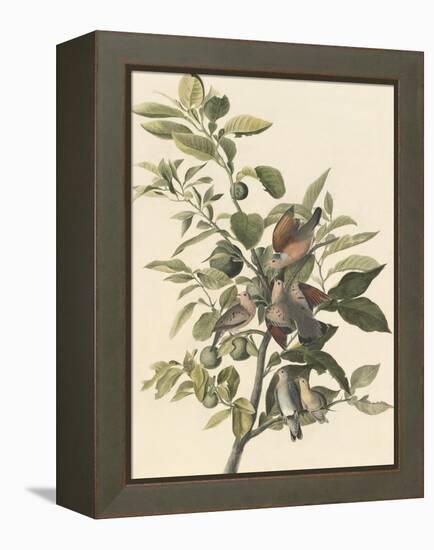 Common Ground Dove-John James Audubon-Framed Premier Image Canvas