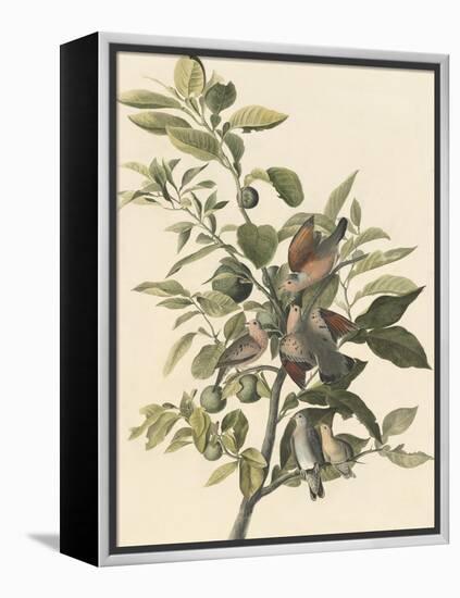 Common Ground Dove-John James Audubon-Framed Premier Image Canvas