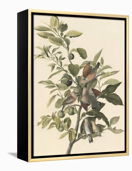 Common Ground Dove-John James Audubon-Framed Premier Image Canvas