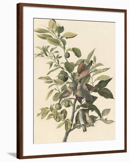 Common Ground Dove-John James Audubon-Framed Premium Giclee Print