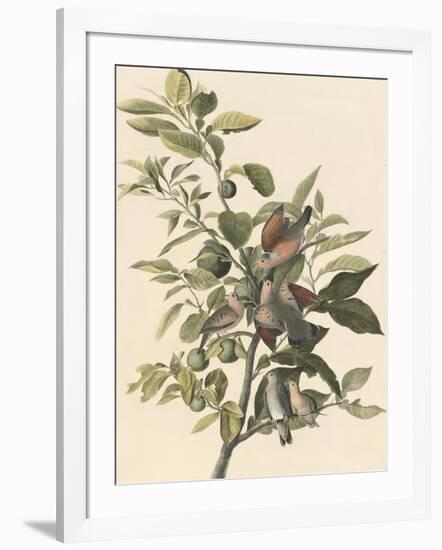 Common Ground Dove-John James Audubon-Framed Premium Giclee Print