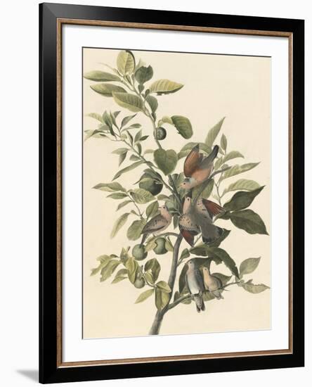 Common Ground Dove-John James Audubon-Framed Premium Giclee Print