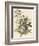 Common Ground Dove-John James Audubon-Framed Giclee Print