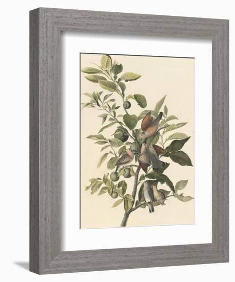 Common Ground Dove-John James Audubon-Framed Giclee Print