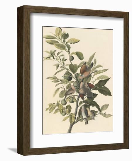 Common Ground Dove-John James Audubon-Framed Giclee Print