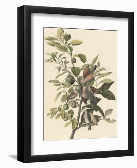 Common Ground Dove-John James Audubon-Framed Giclee Print