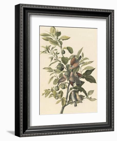 Common Ground Dove-John James Audubon-Framed Giclee Print