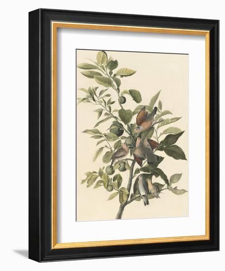 Common Ground Dove-John James Audubon-Framed Giclee Print