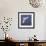 Common Gull (Larus Canus) Diving in Flight, Texel, Netherlands, May 2009-Peltomäki-Framed Photographic Print displayed on a wall