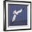 Common Gull (Larus Canus) Diving in Flight, Texel, Netherlands, May 2009-Peltomäki-Framed Photographic Print