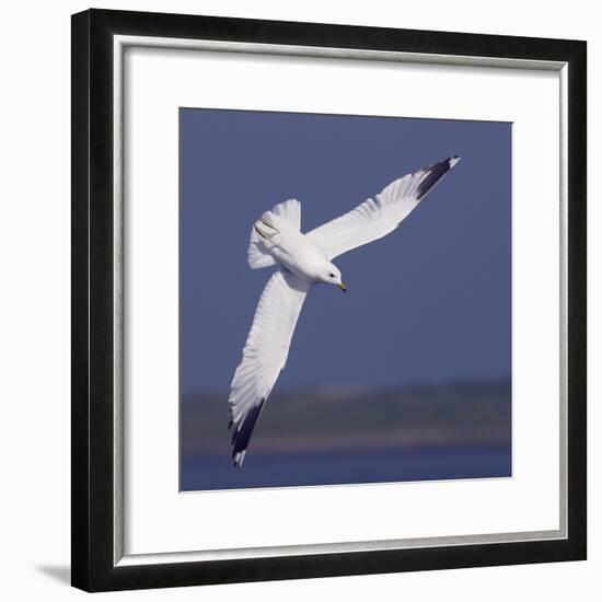 Common Gull (Larus Canus) Diving in Flight, Texel, Netherlands, May 2009-Peltomäki-Framed Photographic Print