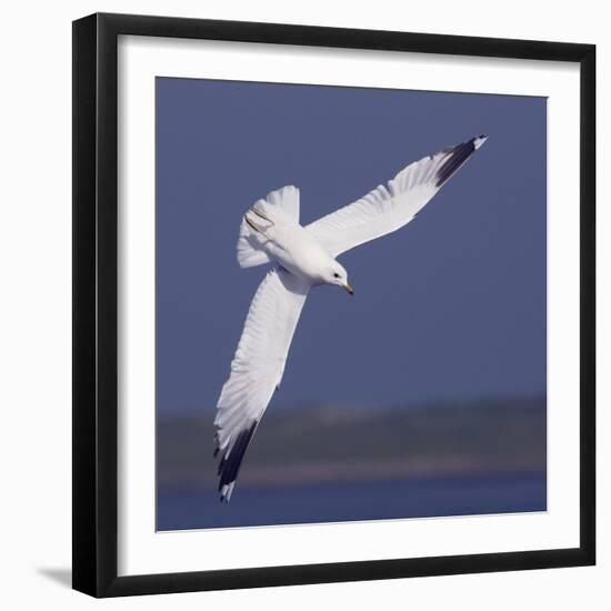 Common Gull (Larus Canus) Diving in Flight, Texel, Netherlands, May 2009-Peltomäki-Framed Photographic Print