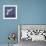 Common Gull (Larus Canus) Diving in Flight, Texel, Netherlands, May 2009-Peltomäki-Framed Photographic Print displayed on a wall